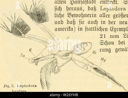 Image d'archive à partir de la page 27 du plancton-süsswasser Das ; Einführung in die. Süsswasser das-plancton ; Einführung in die freischwebende unserer organismenwelt teiche, flüsse und seebecken dasssswasserpl00zach Année : 1911 18 IV. Md3 planftontjccn ruftaäeen ic. . Leptodora u hyalina. §Ootogifcer Spante ifl : Leptodora hyalina, eutfde überfe§ dans tva|t "burc£)fi(ttge ünnfett§ 2)' feigen. tüürbe 1844 tüurbe biefeg efdöf prächtige t&gt;sur ben 33aturforfd 9remer)ern Äinbt feidjten gotfe dans unb bem tabtgraben anfaftabt entbecft §alten ber. E§ fteüte (Später fi erau§, 'i)ai Leptodora eine une tfä))i) ? Lidje Banque D'Images