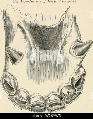 Image d'archive à partir de la page 27 de la dentition comme révélateur de la Banque D'Images