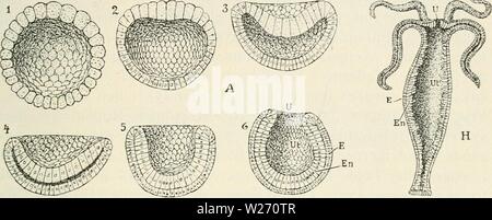 Image d'archive à partir de la page 30 de Dansk ornithologisk forenings tidsskrift (1907). Dansk ornithologisk forenings tidsskrift dans danskornithologi09Année : 1907 23 Ferskvandspolyp (Hydra), af homme Laengdesnit hvilken ser et j Fig. 121 H. Vel har denne haevet sig noget ud sur dette Sta- dium, den udviklet Fangearme idet har runt péché "Urmund", les hommes disse er ikke andet fin à Cellelag Udkraengninger af de saaledes Fortsaettelsen og af dens "Urtarm". Pour au vice-Poly- stylos paafaldende Kimskaalstadiet overensstemmelse med ganske Fig. 121 A 1-6 Udviklingen Traevlemund AEgget af hos (lanceolatiis l'amphioxus Banque D'Images