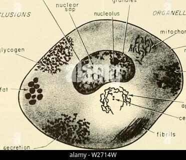 Image d'archive à partir de la page 31 de la cytologie (1961) Banque D'Images