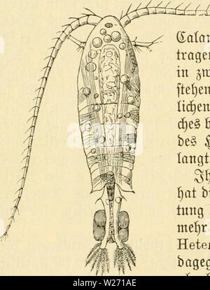 Image d'archive à partir de la page 31 du plancton-süsswasser Das ; Einführung in die. Süsswasser das-plancton ; Einführung in die freischwebende unserer organismenwelt teiche, flüsse und seebecken dasssswasserpl00zach Année : 1911 22 IV. Md3 lanftonijccn ruftacett tc tD.§ ütüafferoepoben bie ftnb mit einem einzigen 5luge au§5 geftattet Umftanb biefer unb, 'j)ai artenreichen Öattung ber Cy mieps §itirem u 5amen t)er:otfen. Md3 cmiebefnect SSuIan§ er einäugige fit dans SSejeicnung biefer et) jeiten SSiffenjdaft öeretüigt üvous trouverez sur ber. tüorben alaniben gn ber ber gamilie unterjceiben biejenigen eticlopiben fid) ber t)aup Banque D'Images
