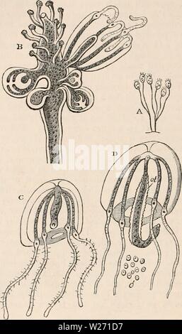 Image d'archive à partir de la page 31 de la cyclopaedia d'anatomie et de Banque D'Images