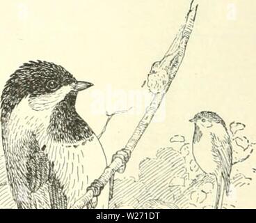 Image d'archive à partir de la page 31 du danger de l'introduction de nuisibles. Le danger de l'introduction d'animaux nuisibles et les oiseaux dangerofintroduc palmrich Année : 189400 ?] Fig. 5.-Kohlmeise (Pa Le UtEAT, KOHLMEISE Mésange bicolore. ' ' Je Kohlmeise est mensonge . 326. Ibis, 1880, p. 77. 78. Banque D'Images