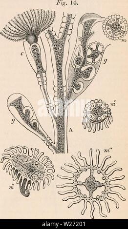 Image d'archive à partir de la page 32 de la cyclopaedia d'anatomie et de