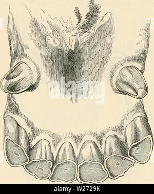 Image d'archive à partir de la page 33 de la dentition comme révélateur de la
