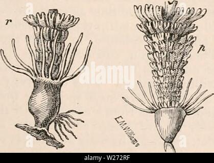 Image d'archive à partir de la page 34 de la cyclopaedia d'anatomie et de Banque D'Images