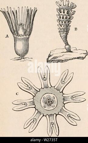 Image d'archive à partir de la page 35 de la cyclopaedia d'anatomie et de Banque D'Images