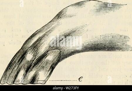 Image d'archive à partir de la page 36 de la dentition comme révélateur de la Banque D'Images