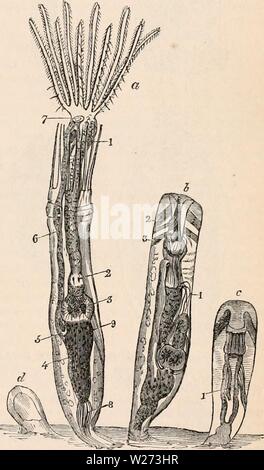 Image d'archive à partir de la page 36 de la cyclopaedia d'anatomie et de Banque D'Images