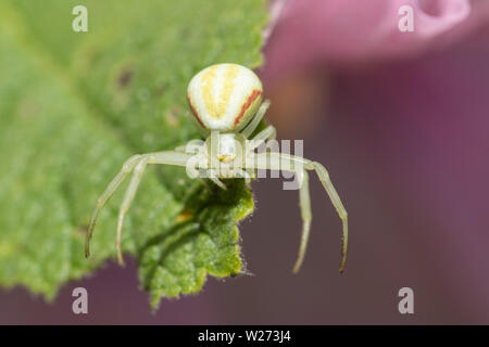 Houghton (Misumena vatia araignée crabe) sur une feuille de rose trémière, UK Banque D'Images