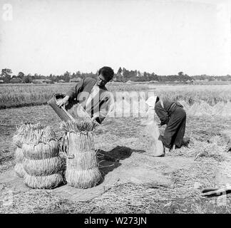 [ 1900 - Japon les agriculteurs japonais Riz Emballage ] - un agriculteur japonais dans un champ de riz est du riz d'emballage dans sacs de paille. Au début des années 1900. 20e siècle vintage lame de verre. Banque D'Images