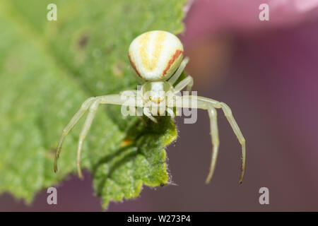 Houghton (Misumena vatia araignée crabe) sur une feuille de rose trémière, UK Banque D'Images