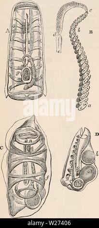 Image d'archive à partir de la page 37 de la cyclopaedia d'anatomie et de