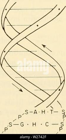 Image d'archive à partir de la page 38 de la cytologie (1961). La Cytologie Cytologie00wils Année : 1961 Crick (1953) a proposé un modèle moléculaire qui est largement acceptée comme représentant l'état naturel de la molécule d'ADN. Essentiellement, cela se compose de deux chaînes de pentose-phosphate dans un arrangement hélicoïdal entrelacés double liées par paires de base lié sans doute par hydro- SâT 34A ,â ¢ H â AâS P P 'SâC- H-G-S Banque D'Images