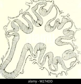 Image d'archive à partir de la page 38 de l'expédition-Ingolf danois (1899-1953). L'expédition danoise Ingolf-danishingolfex daniuoft5dpt12Année : 1899-1953 29 ACTINIARIA était longue et territoires tlic la plupart des scapulus. Il me semble quelque peu il reticuhir dans sa partie supérieure (la préservation du sphincter était mauvais ici), dans sa partie inférieure, où l'niesogloea . ,-C"iiisj ;"W ; FII. 32. SiKjartiogeton tiiliiculua. Sectidri actiiKipliarynx^ transversale de. était épais, il s'agissait d'textfig (alvéolaire. 31). L'nmscles ectodermique des tentacules montrent les plis, les mu.radial scle plis de la di Banque D'Images