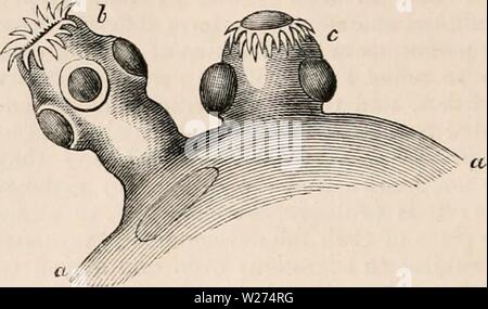 Image d'archive à partir de la page 39 de la cyclopaedia d'anatomie et de
