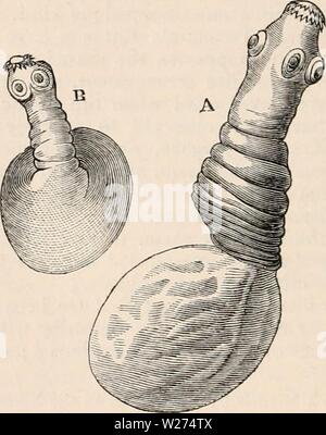 Image d'archive à partir de la page 39 de la cyclopaedia d'anatomie et de
