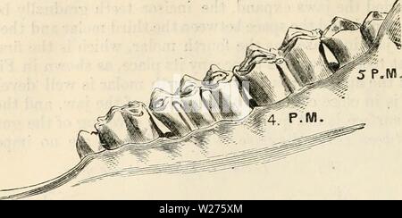 Image d'archive à partir de la page 41 de la dentition comme révélateur de la Banque D'Images