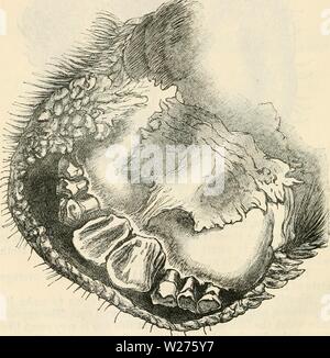 Image d'archive à partir de la page 41 de la dentition comme révélateur de la Banque D'Images