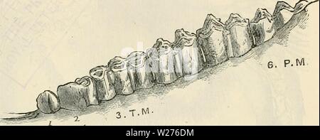 Image d'archive à partir de la page 42 de la dentition comme révélateur de la Banque D'Images