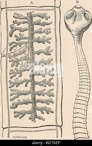 Image d'archive à partir de la page 42 de la cyclopaedia d'anatomie et de Banque D'Images