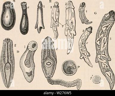 Image d'archive à partir de la page 43 de la cyclopaedia d'anatomie et de Banque D'Images