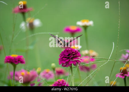 Un papillon noir et jaune avec colorant noir dans un jardin plein de violet, rose, rouge, orange et fleurs zinnia Banque D'Images