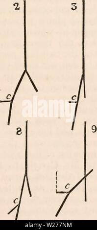 Image d'archive à partir de la page 248 de la cyclopaedia d'anatomie et de Banque D'Images