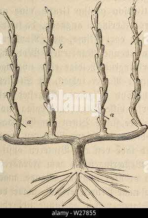 Image d'archive à partir de la page 250 de Dansk havebog (1864) Banque D'Images