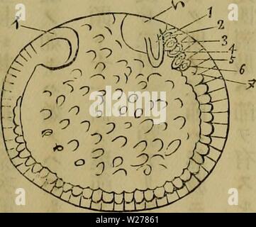 Image d'archive à partir de la page 250 de l'Dbutsugaku zasshi (1889) Banque D'Images