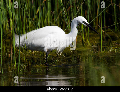 L'Aigrette garzette dans les roseaux à poisson Banque D'Images