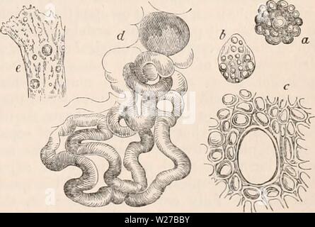 Image d'archive à partir de la page 260 de la cyclopaedia d'anatomie et de Banque D'Images