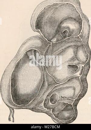 Image d'archive à partir de la page 260 de la cyclopaedia d'anatomie et de Banque D'Images