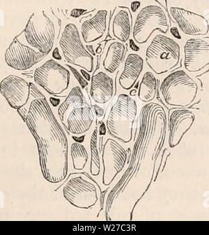 Image d'archive à partir de la page 262 de la cyclopaedia d'anatomie et de Banque D'Images