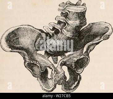 Image d'archive à partir de la page 263 de la cyclopaedia d'anatomie et de Banque D'Images