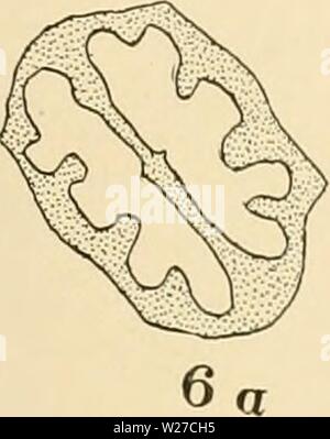 Image d'archive à partir de la page 264 de la Cyclopaedia of American horticulture . Cyclopedia of American horticulture : comprenant des suggestions pour la culture de plantes horticoles, les descriptions des espèces de fruits, légumes, fleurs et plantes ornementales vendues aux États-Unis et au Canada, ainsi que des notes biographiques et géographiques cyclopediaofame02bail Année : 1906 apparemment de nombreux hybrides naturels Hickory ont été portés à l'avis, mais ces découvertes jusqu'à présent ont donné peu d'indices de valeur culturelle. Le plus mportant sont les Nuss baumer et McCall écrous ster wh ch sont des Banque D'Images