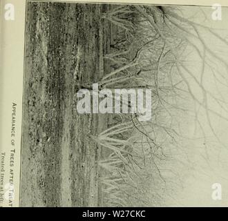 Image d'archive à partir de la page 264 du Ministère bulletin (1900). Bulletin departmentbullet Ministère de l'unité Année : 190020Bull. 20, Div. Veg Phvs 8i 11 Chemin Q n . / . K rnys. Oi rath., U.S. Dept. of Agriculture Plate XXIII.  = m ? ? C 2 c c-   m. X 3 J. •'D 3J P L-2 S m 2 '2. H , ? ; f " Banque D'Images