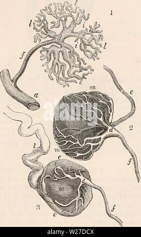 Image d'archive à partir de la page 266 de la cyclopaedia d'anatomie et de Banque D'Images