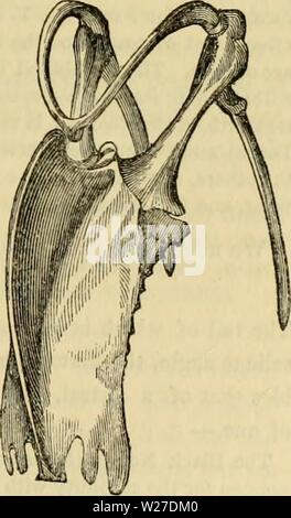 Image d'archive à partir de la page 268 du règne animal de Cuvier organisé. Règne Animal de Cuvier : distribué d'après son organisation cuviersanimalkin00cuvi Année : 1840 PALMIPEDES. 257 Le {Pachyptila, les prions) Illiger,- à d'autres égards semblable à l'Océanite, ont des narines comme les puffins, et le bec est élargi à sa base, ses bords sont meublées avec des intérieurement, a souligné, à la verticale ; limbe, analogues à ceux des canards. Ce sont les pétrels bleus (Proc. vittata et coerulea, Forster). Le {albatros Diomedea, Lin.)- sont les plus massives de tous les oiseaux aquatiques. Leur grande Banque D'Images