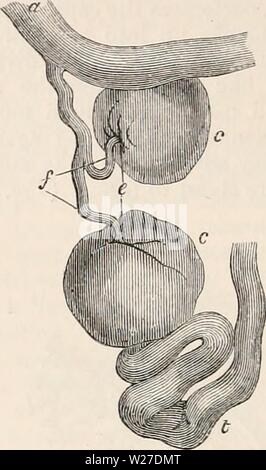 Image d'archive à partir de la page 267 de la cyclopaedia d'anatomie et de