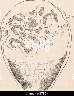 Image d'archive à partir de la page 268 de la cyclopaedia d'anatomie et de
