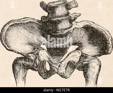 Image d'archive à partir de la page 269 de la cyclopaedia d'anatomie et de Banque D'Images