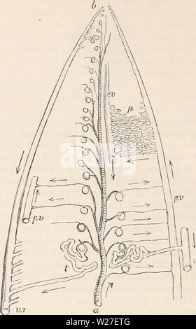 Image d'archive à partir de la page 271 de la cyclopaedia d'anatomie et de Banque D'Images