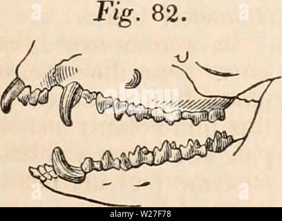 Image d'archive à partir de la page 272 de la cyclopaedia d'anatomie et de Banque D'Images
