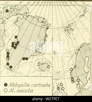 Image d'archive à partir de la page 273 de l'Ingolf danois-Expedition (1899-1953). L'expédition danoise Ingolf-danishingolfex daniuoft3CPT8Année : 1899-1953 192 CRUSTACÉS Malacostracés. VII. Cette espèce est facilement reconnaissable en particulier dans la forme de péréiopode chez 1 (5e partie proximale commune élargi) et à la longue de dactylus péréiopode chez 3. Genre Metopella G. 0. Le SRAS. Metopella G. O. Sars 1895, p. 274. Stebbing - 1906, p. 182. Des 8 espèces du genre pas moins de 4 sont connus de la région. 194. Metopella nasuta (Boeck) (graphique 33, partim). Mctopa nasuta G. O. Sars 1895, p. 276, pi. 98 fig. 1. Metopella Banque D'Images