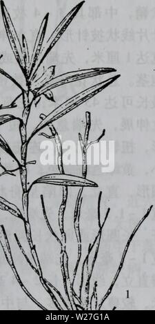 Image d'archive à partir de la page 276 de da wu zhi shan bie Banque D'Images