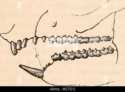 Image d'archive à partir de la page 275 de la cyclopaedia d'anatomie et de
