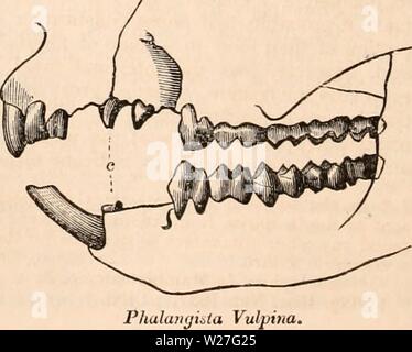 Image d'archive à partir de la page 275 de la cyclopaedia d'anatomie et de