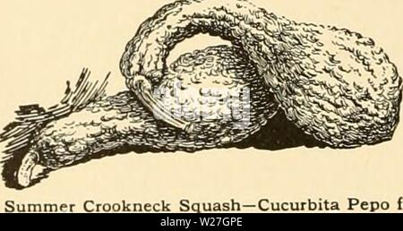 Image d'archive à partir de la page 279 de la Cyclopaedia of American horticulture . Cyclopedia of American horticulture : comprenant des suggestions pour la culture de plantes horticoles, les descriptions des espèces de fruits, légumes, fleurs et plantes ornementales vendues aux États-Unis et au Canada, ainsi que des notes biographiques et géographiques cyclopediaofame04bail Année : 1906 2382. Les plantes d'hiver commence rapidement, il est nécessaire que le sol soit en excellent état d'ameublissement. Il est de coutume, avec beaucoup de grands producteurs, d'appliquer un peu d'engrais commerciaux sur les collines afin de donner les plantes une st Banque D'Images