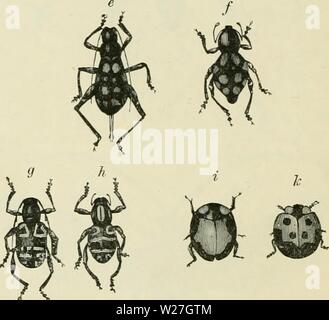 Image d'archive à partir de la page 279 du darwinisme une exposition de Banque D'Images